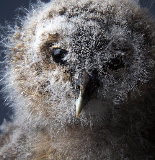 10 Of The Best Nature Photographs Of the Year