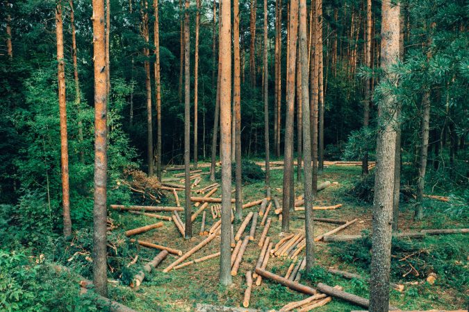 We Could Be Making Many Household Products From Wood, Not Oil