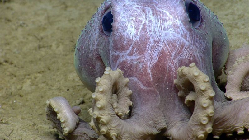 You can tell these adorable octopuses apart by their warts