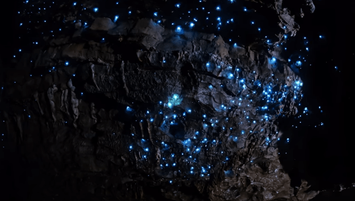 Carnivorous Glow Worms Imitate Starry Sky To Lure Prey