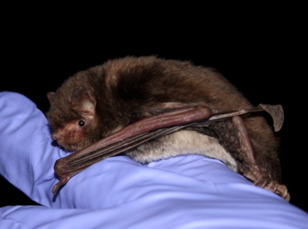 Going Batty For Science