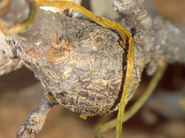 Wasps, oak trees, and a creepy vine are involved in a parasitic Florida love triangle
