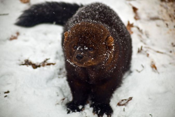 Weasel-Like Predators Are Reclaiming Territory In The U.S., And Growing Larger