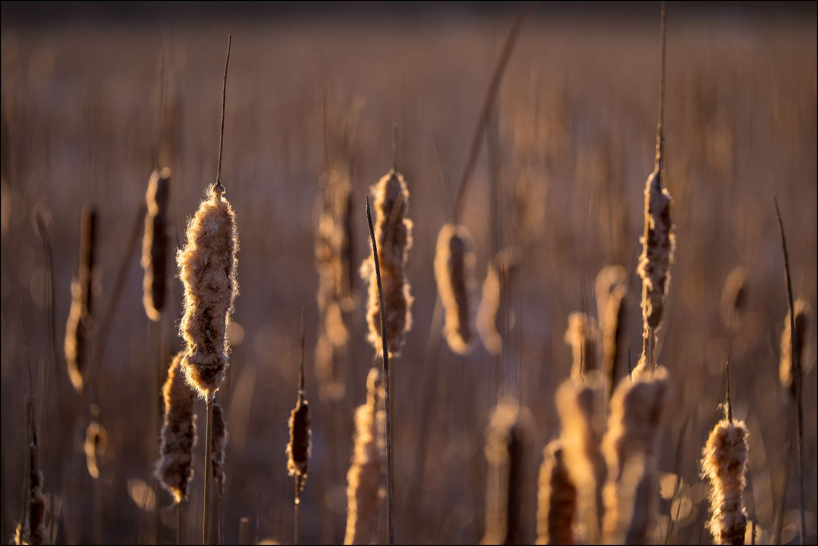 cattails