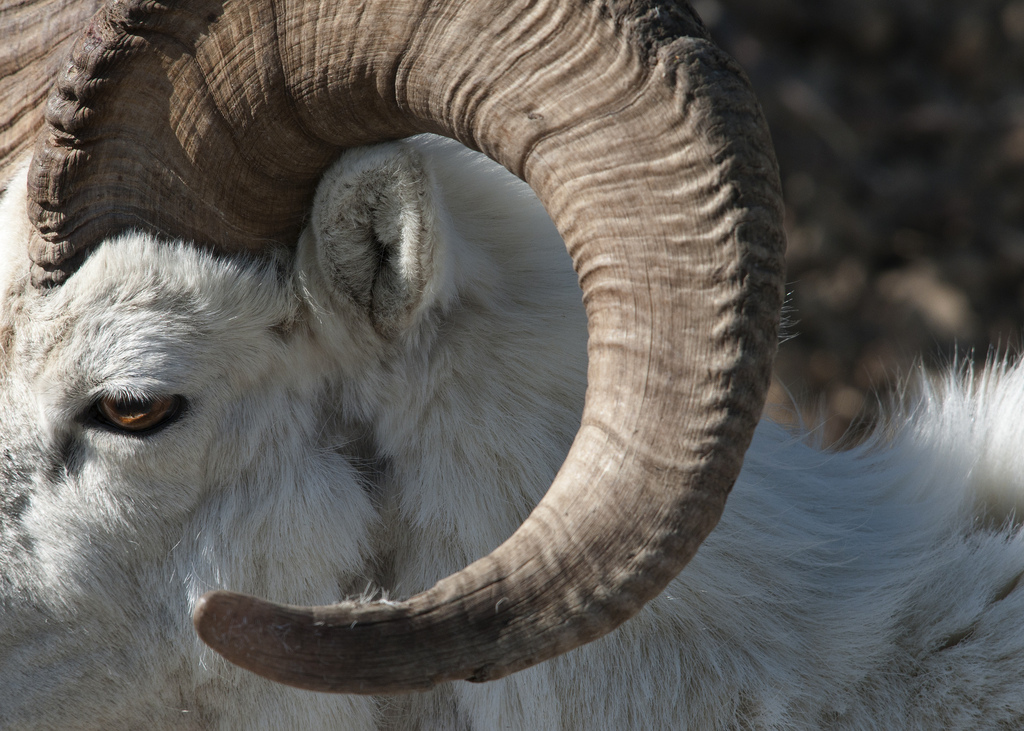 Dall Sheep horns
