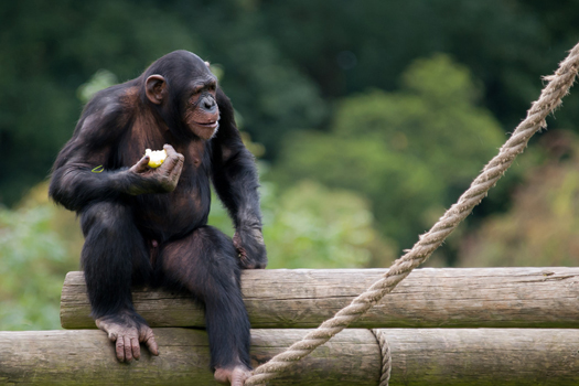 When Did Primates Learn To Metabolize Alcohol? A Chemist Reenacts Drunk History