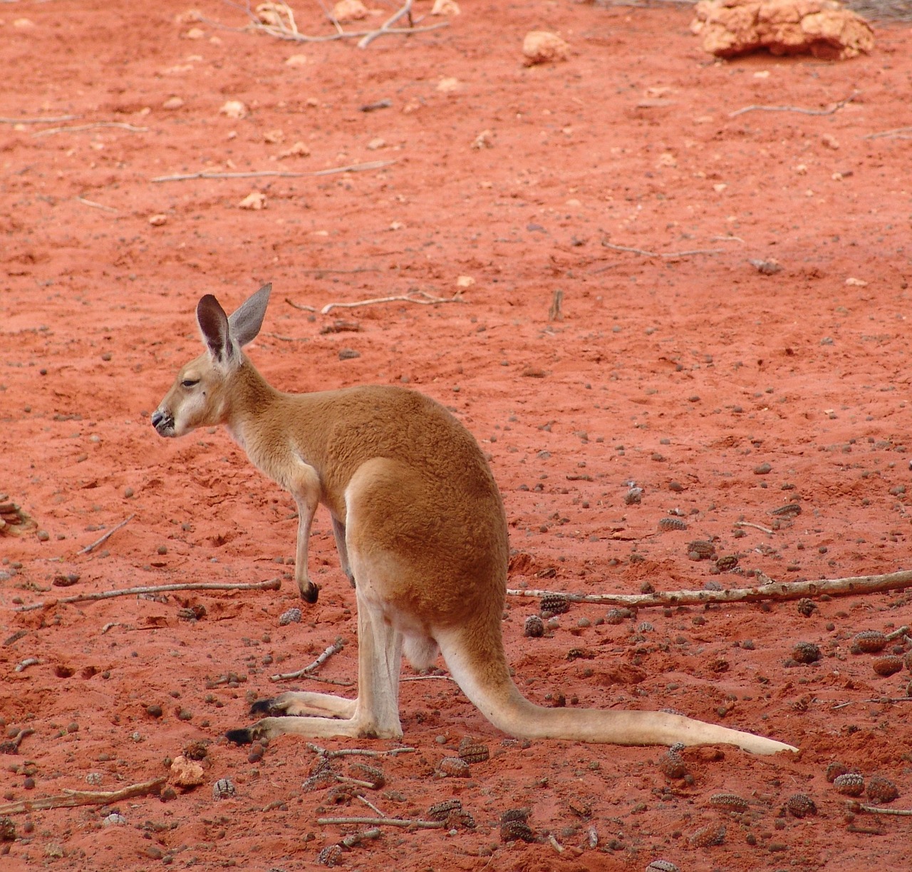 kangaroo