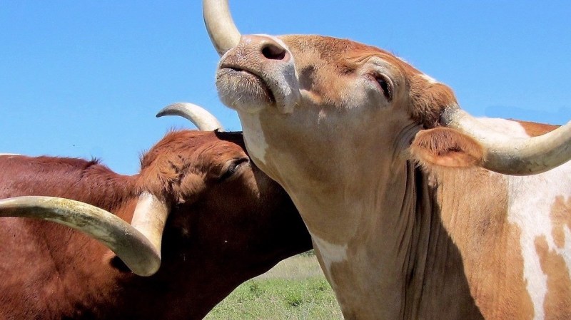 To save the planet, scientists figured out how to fix cow farts