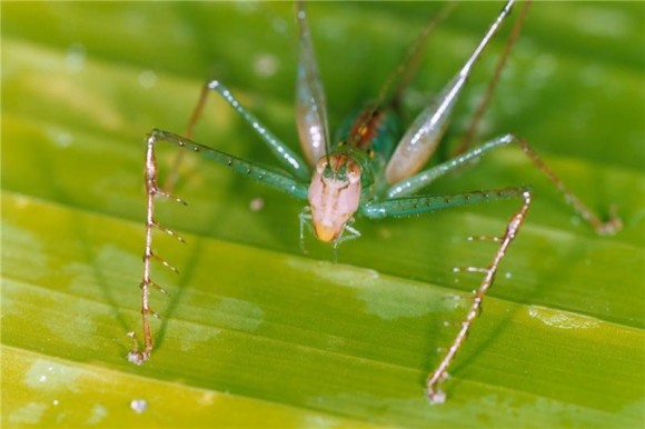 photo of a cricket-like insect