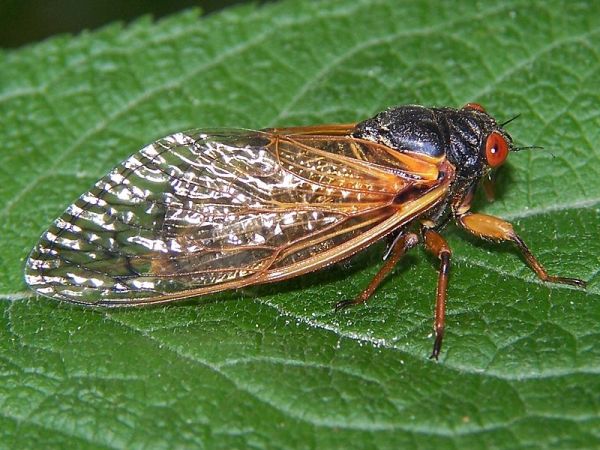 Radiolab Wants Your Help To Track The Once-Every-17-Year Cicada “Swarmageddon”