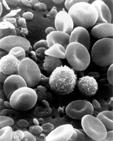 Synthetic Nano-Platelets Added to Blood Cut Healing Time in Half