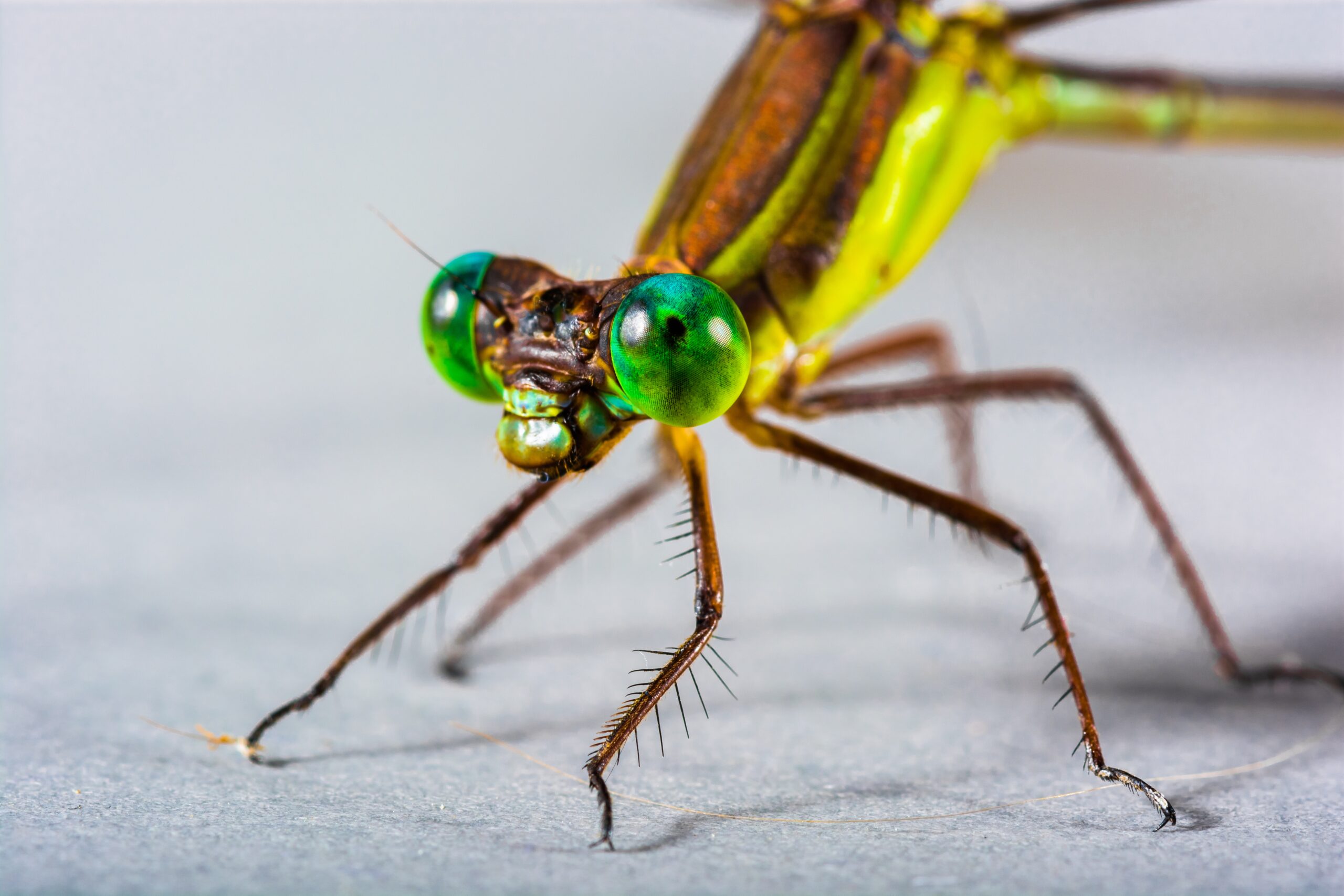 Female dragonflies feign death to avoid sex