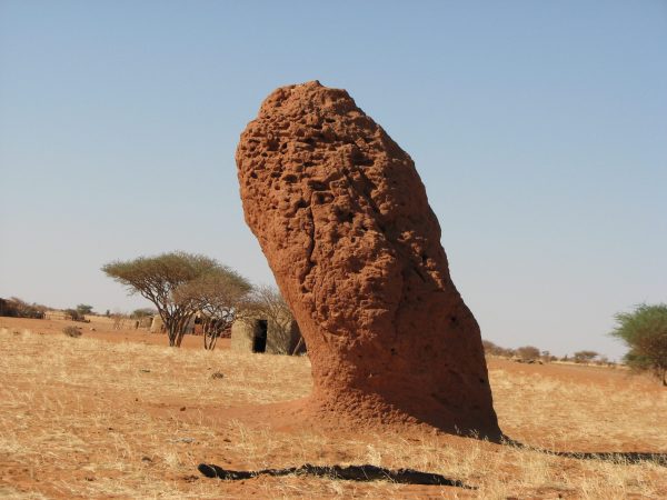 Termites Engineer Solar-Powered Ventilation Into Their Mounds