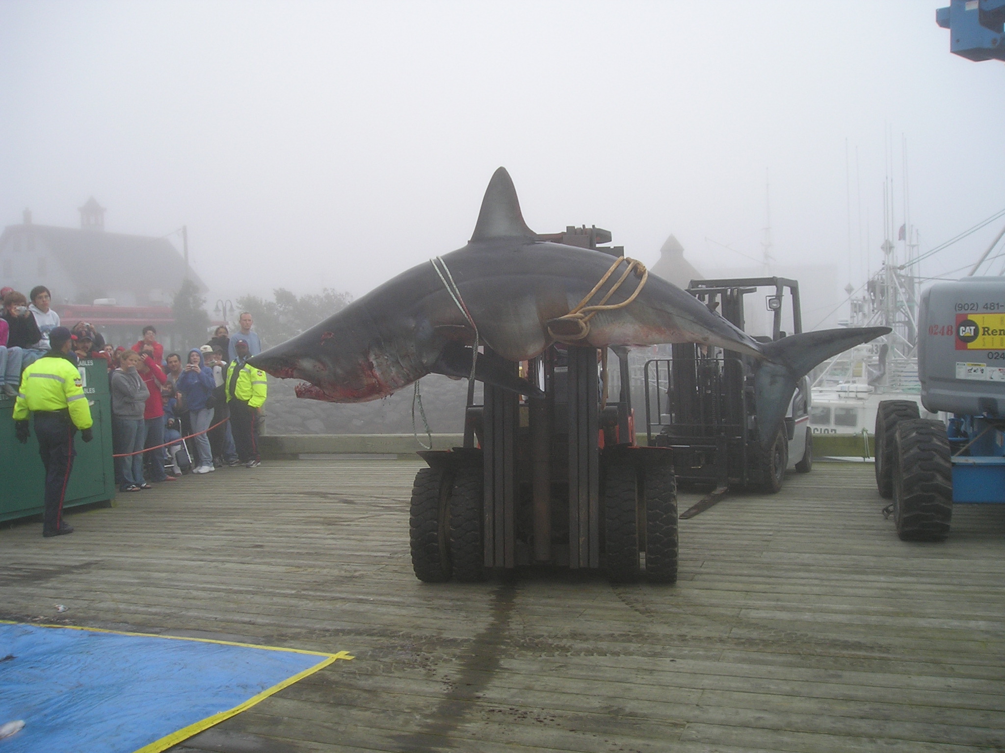 caught mako shark