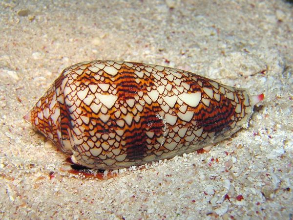 New Pain Pills Made From Sea-Snail Spit Could Be More Powerful than Morphine