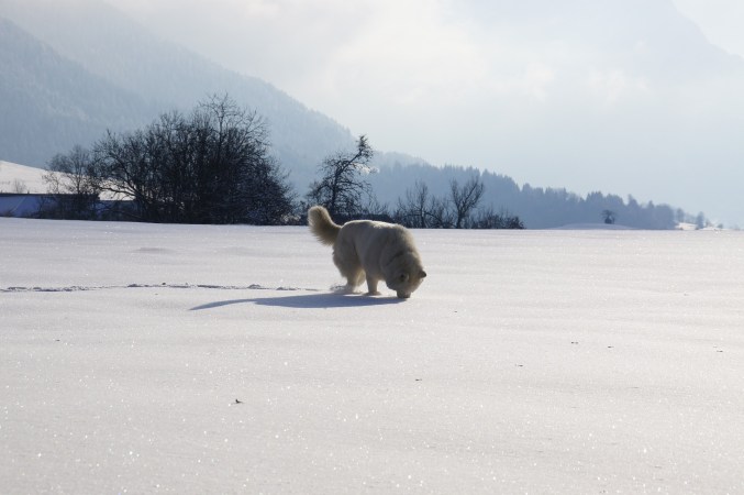 Dogs spread across the Americas alongside humans. Then they got eaten.