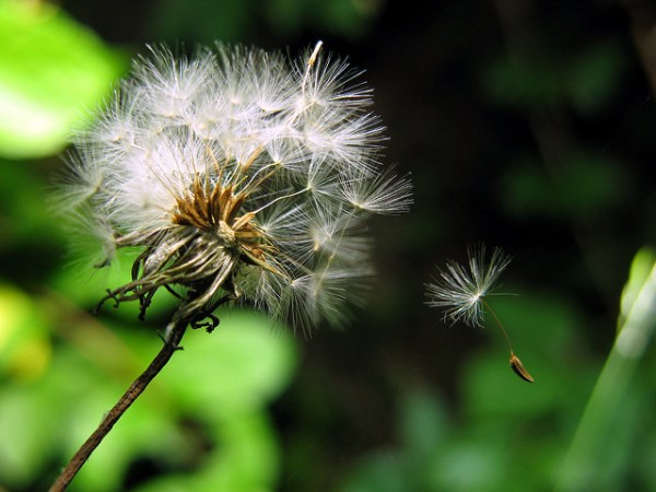 Dandelion fluff makes a surprisingly effective parachute