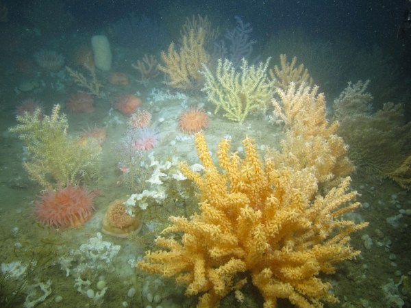 Take A Look At These Deep Sea Corals Off The Coast Of Maine