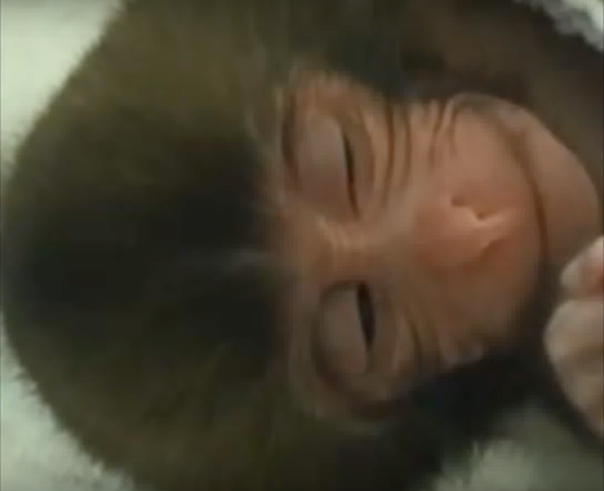 Watch Baby Macaques “Smile” In Their Sleep