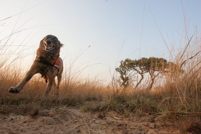 This is Pepin, a dog on a mission in the Serengeti.