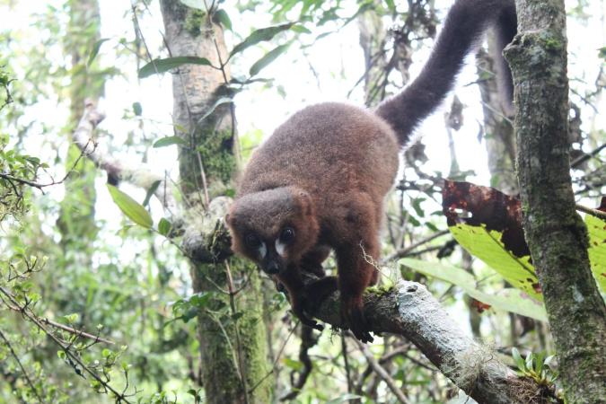 Cuddling up may keep red-bellied lemurs healthy