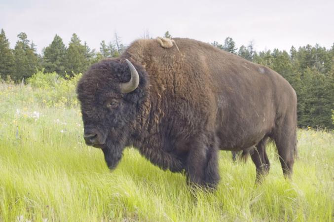 The American Bison May Become The National Mammal Of The U.S.