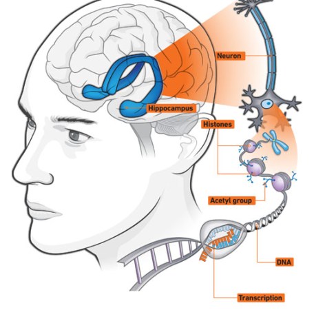 Instant Expert: Rebuilding Human Minds