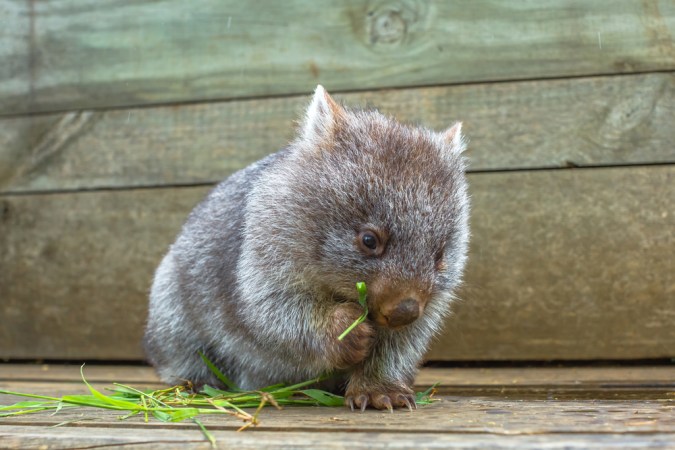 We finally know how wombats poop cubes
