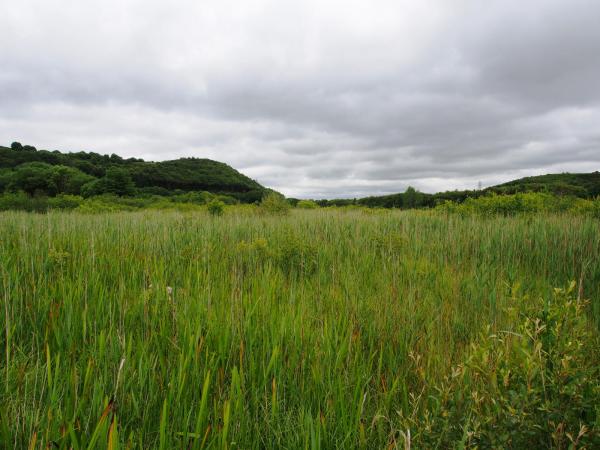 Marshland in New Jersey