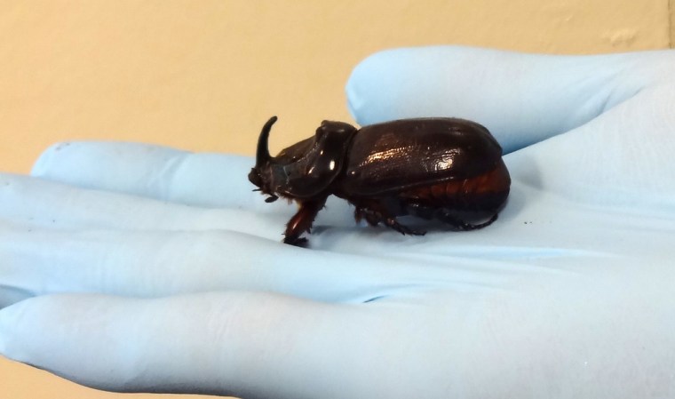 Giant Beetle Threatens Palm Trees Of Hawaii