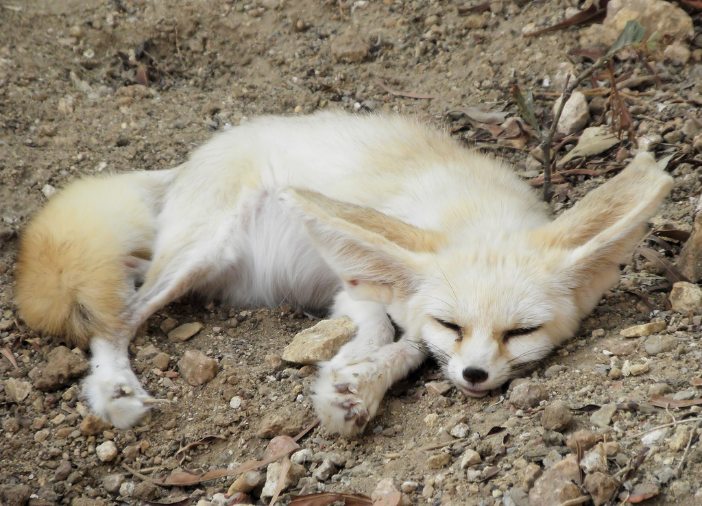 fennec fox