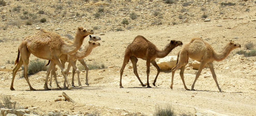 MERS Virus May Be Able To Spread Through The Air