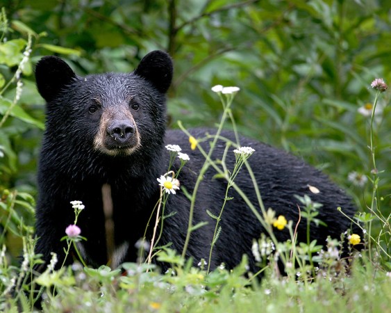 Robotic Animals Are Helping To Catch Poachers