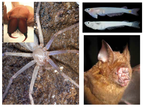 Meet the Mekong Eyeless Spider, Zorro Snake and The Hunch-Bat of Vietnam