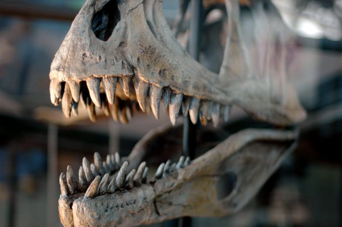 Nicolas Cage Is Returning A Stolen Dinosaur Skull To Mongolia