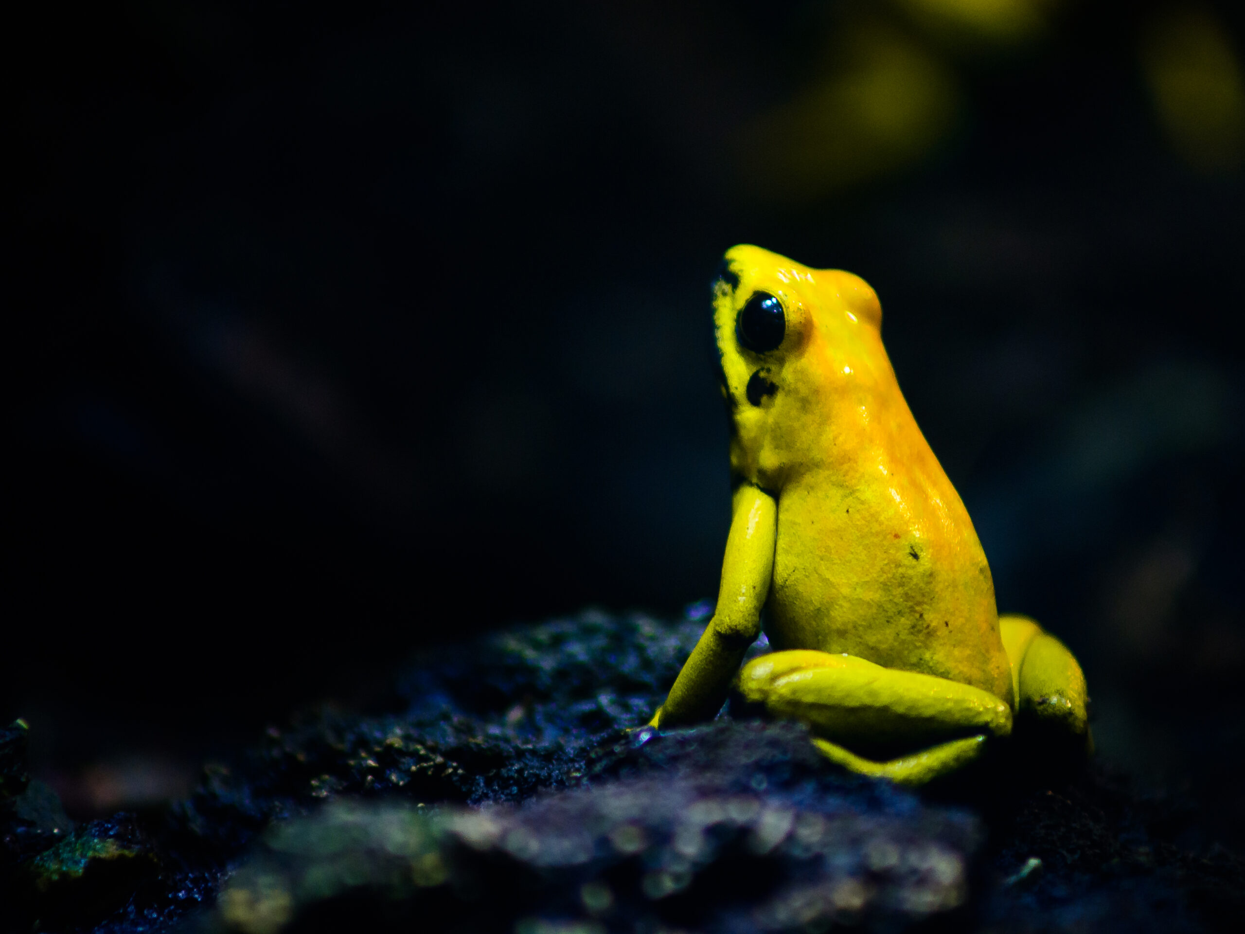 poison dart frog