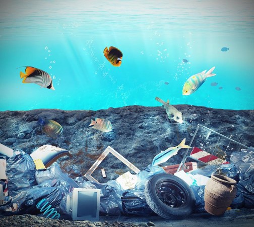 Why fish can’t help but eat our plastic garbage