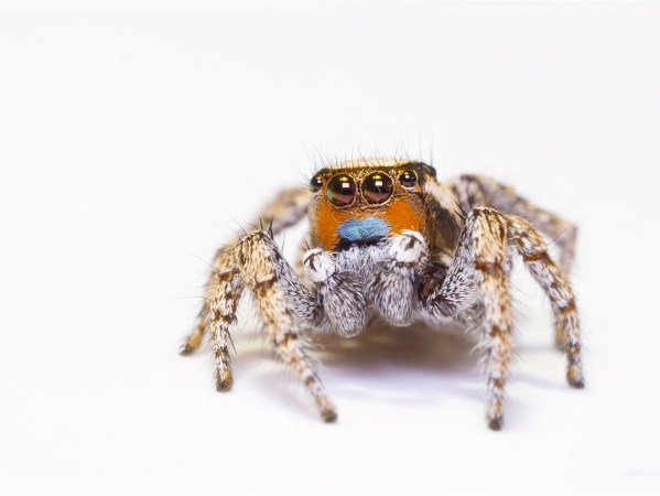 jumping spider