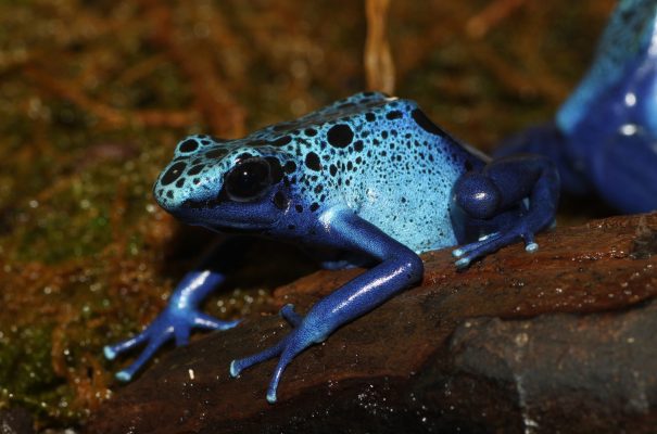 An Ice-Proof Coating For Airplanes Based On A Frog's Skin