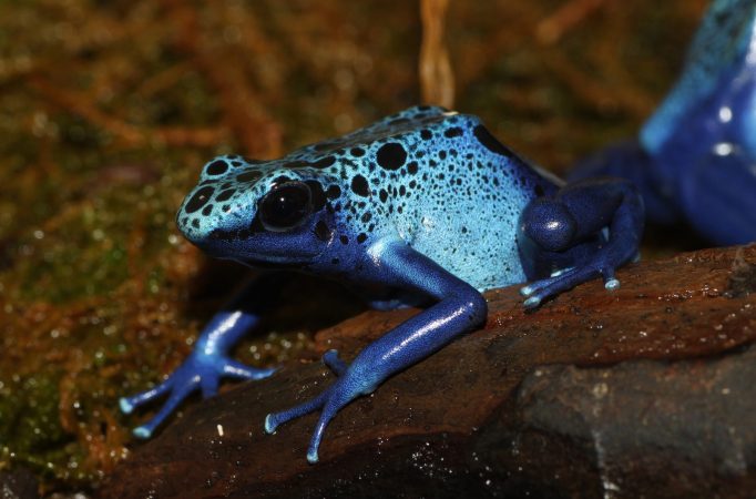 An Ice-Proof Coating For Airplanes Based On A Frog’s Skin