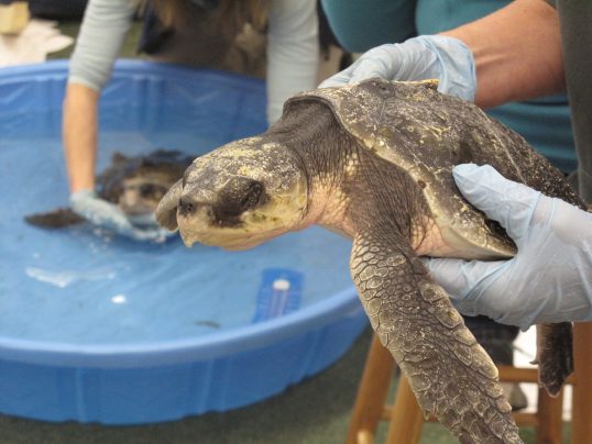 Now climate change is coming for our sea turtles