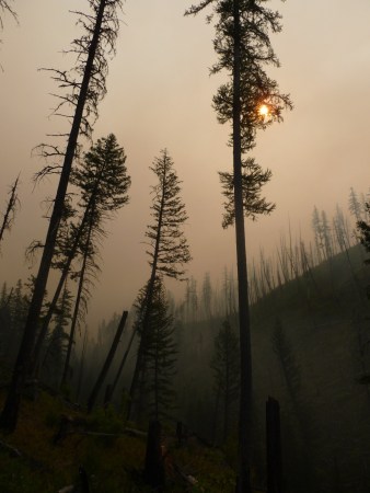 Wildfires raged over nine states for the first half of September. Here’s what will rise from the ashes.