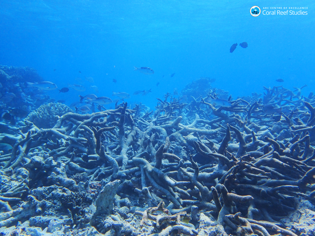 a coral graveyard