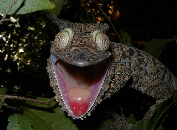 Madagascar Species No Longer Evolving At Breakneck Speed