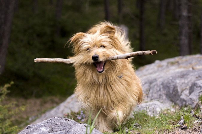 Fetching Sticks May Injure Dogs, Claim Vets