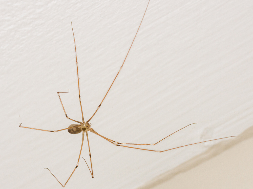 cellar spider