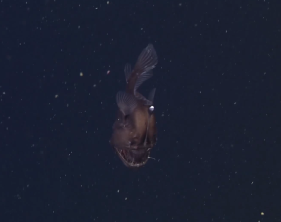 Rare Anglerfish Caught On Video
