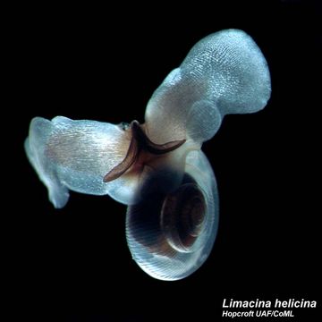 This Tiny Sea Snail ‘Flies’ Through The Water Like An Insect