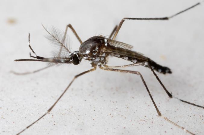 a mosquito on a white background