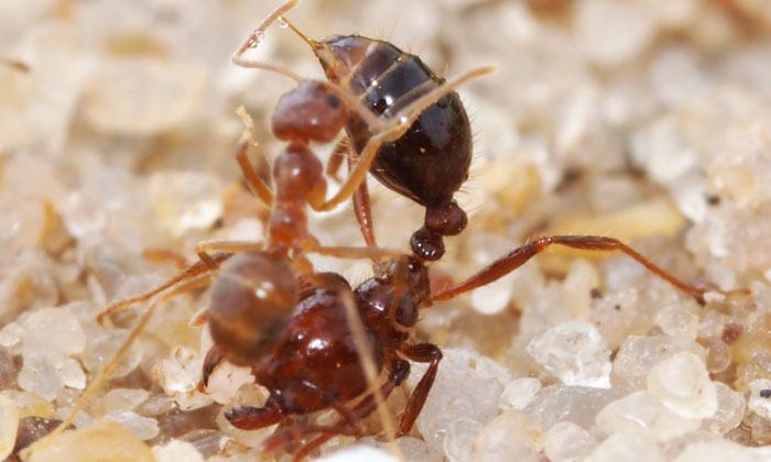 httpswww.popsci.comsitespopsci.comfilesimport2014crazy-ant-attacks-fire-ant-700px.jpg